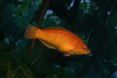 Pseudolabrus luculentus