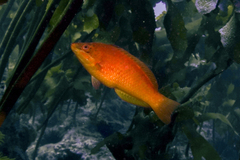 Pseudolabrus luculentus