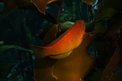 Pseudolabrus luculentus