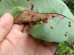 Caryomyia conoidea