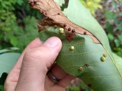 Caryomyia conoidea