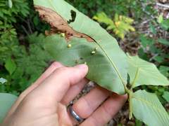 Caryomyia conoidea