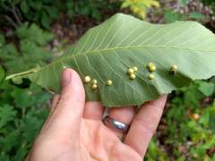 Caryomyia conoidea