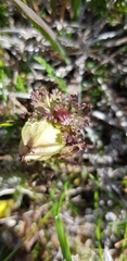 Pedicularis sylvatica