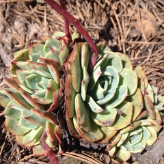 Echeveria minima