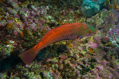 Pseudolabrus luculentus