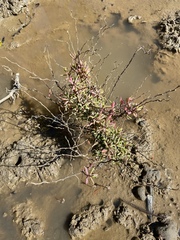 Suaeda arbusculoides