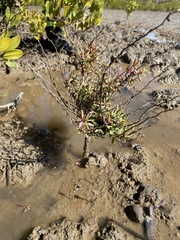 Suaeda arbusculoides