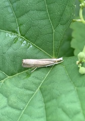 Parapediasia decorellus