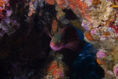 Pseudolabrus luculentus