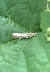 Parapediasia decorellus