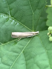 Parapediasia decorellus