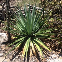 Furcraea parmentieri