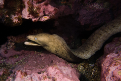 Gymnothorax nubilus