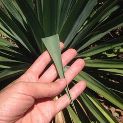 Furcraea parmentieri