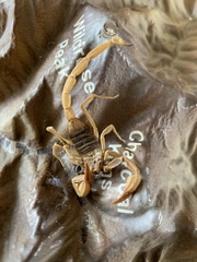 Smeringurus vachoni