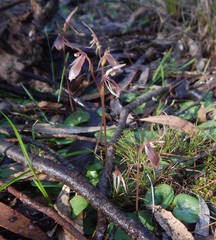 Cyrtostylis robusta