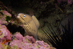 Gymnothorax nubilus