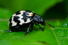 Leptinotarsa lacerata