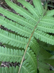 Christella gueintziana