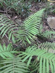Christella gueintziana
