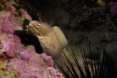 Gymnothorax nubilus