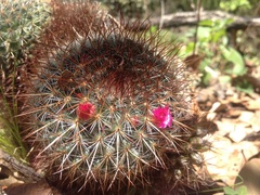 Mammillaria rhodantha