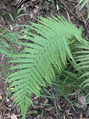 Christella gueintziana