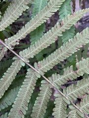 Christella gueintziana