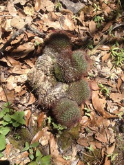 Mammillaria rhodantha