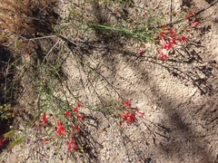 Ipomopsis tenuifolia