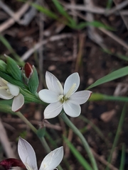 Hesperantha falcata