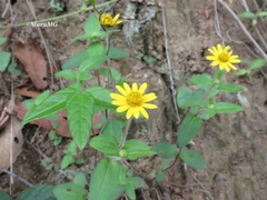 Melampodium montanum