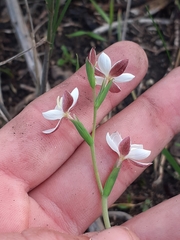 Hesperantha falcata