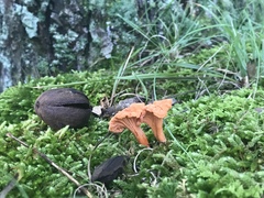 Cantharellus corallinus