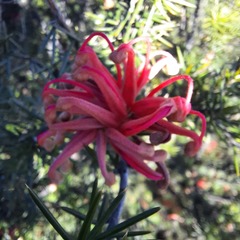 Grevillea juniperina