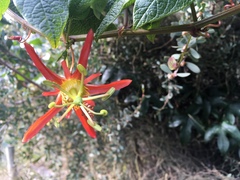 Passiflora cinnabarina