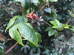 Passiflora cinnabarina