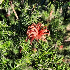 Grevillea juniperina