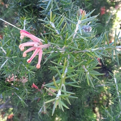 Grevillea juniperina