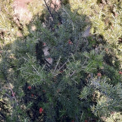 Grevillea juniperina
