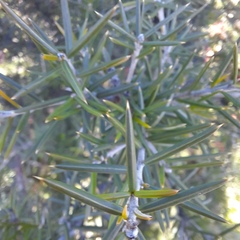 Grevillea juniperina
