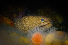 Gymnothorax porphyreus