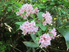 Weigela hortensis
