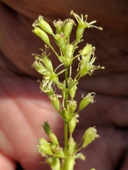 Silene otites otites