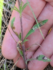 Silene otites otites