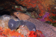Gymnothorax porphyreus