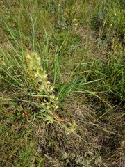 Silene otites otites