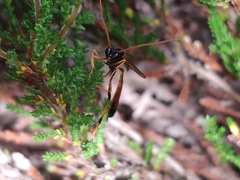 Therion circumflexum