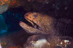 Gymnothorax porphyreus